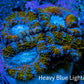 Ultra Acan Frag  WYSIWYG A1R3B1 Ultra Acan Frag  WYSIWYG A1R3B1 LPS Coral Ultra Acan Frag  WYSIWYG A1R3B1 Zeo Box Reef