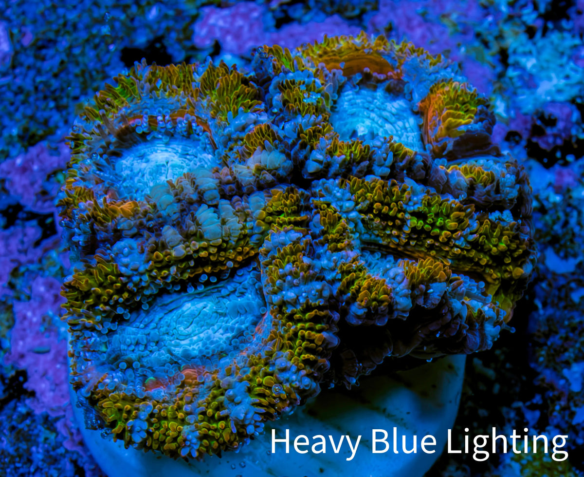 Ultra Acan Frag  WYSIWYG A1R3B1 Ultra Acan Frag  WYSIWYG A1R3B1 LPS Coral Ultra Acan Frag  WYSIWYG A1R3B1 Zeo Box Reef