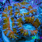 Ultra Acan Frag  WYSIWYG A2R3B1 Ultra Acan Frag  WYSIWYG A2R3B1 LPS Coral Ultra Acan Frag  WYSIWYG A2R3B1 Zeo Box Reef