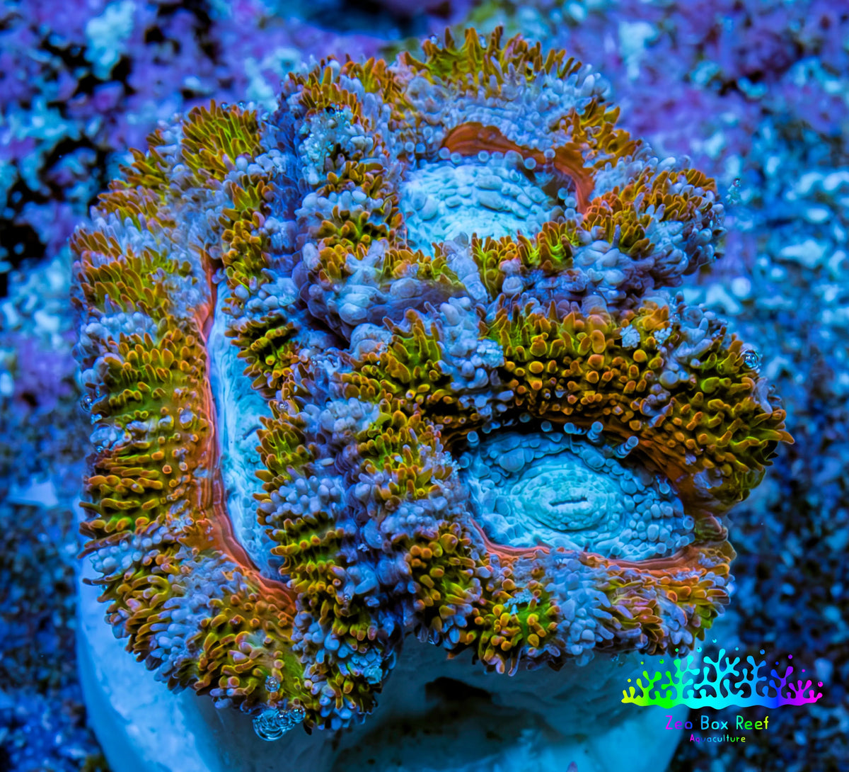 Ultra Acan Frag  WYSIWYG A2R3B1 Ultra Acan Frag  WYSIWYG A2R3B1 LPS Coral Ultra Acan Frag  WYSIWYG A2R3B1 Zeo Box Reef