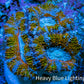 Ultra Acan Frag  WYSIWYG A2R3B1 Ultra Acan Frag  WYSIWYG A2R3B1 LPS Coral Ultra Acan Frag  WYSIWYG A2R3B1 Zeo Box Reef