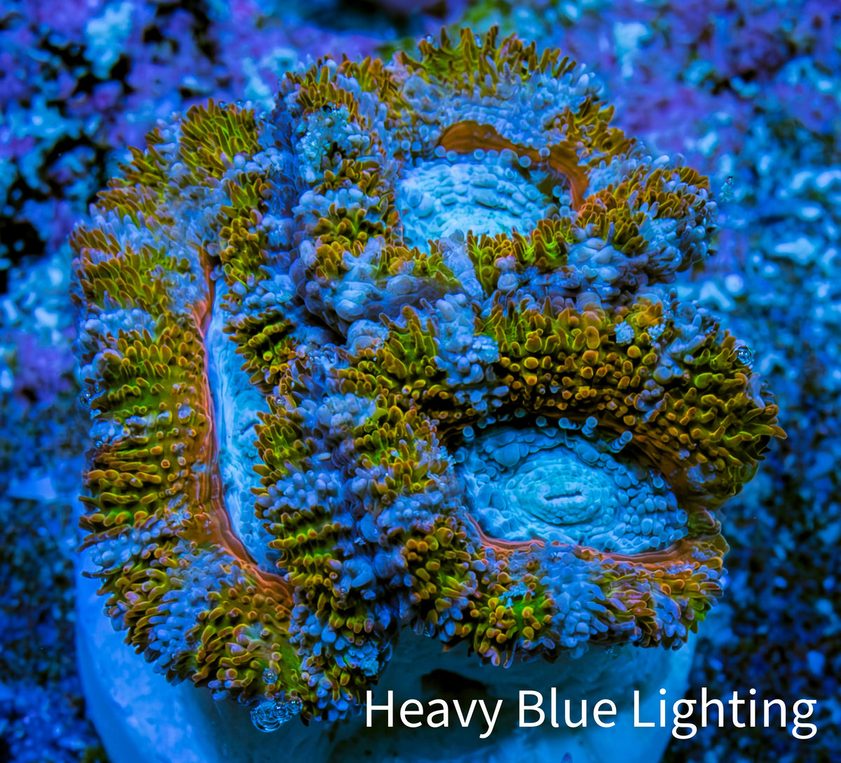 Ultra Acan Frag  WYSIWYG A2R3B1 Ultra Acan Frag  WYSIWYG A2R3B1 LPS Coral Ultra Acan Frag  WYSIWYG A2R3B1 Zeo Box Reef