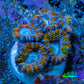 Ultra Acan Frag  WYSIWYG A4R3B1 Ultra Acan Frag  WYSIWYG A4R3B1 LPS Coral Ultra Acan Frag  WYSIWYG A4R3B1 Zeo Box Reef