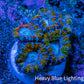 Ultra Acan Frag  WYSIWYG A4R3B1 Ultra Acan Frag  WYSIWYG A4R3B1 LPS Coral Ultra Acan Frag  WYSIWYG A4R3B1 Zeo Box Reef