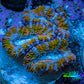 Ultra Acan Frag  WYSIWYG A5R3B1 Ultra Acan Frag  WYSIWYG A5R3B1 LPS Coral Ultra Acan Frag  WYSIWYG A5R3B1 Zeo Box Reef