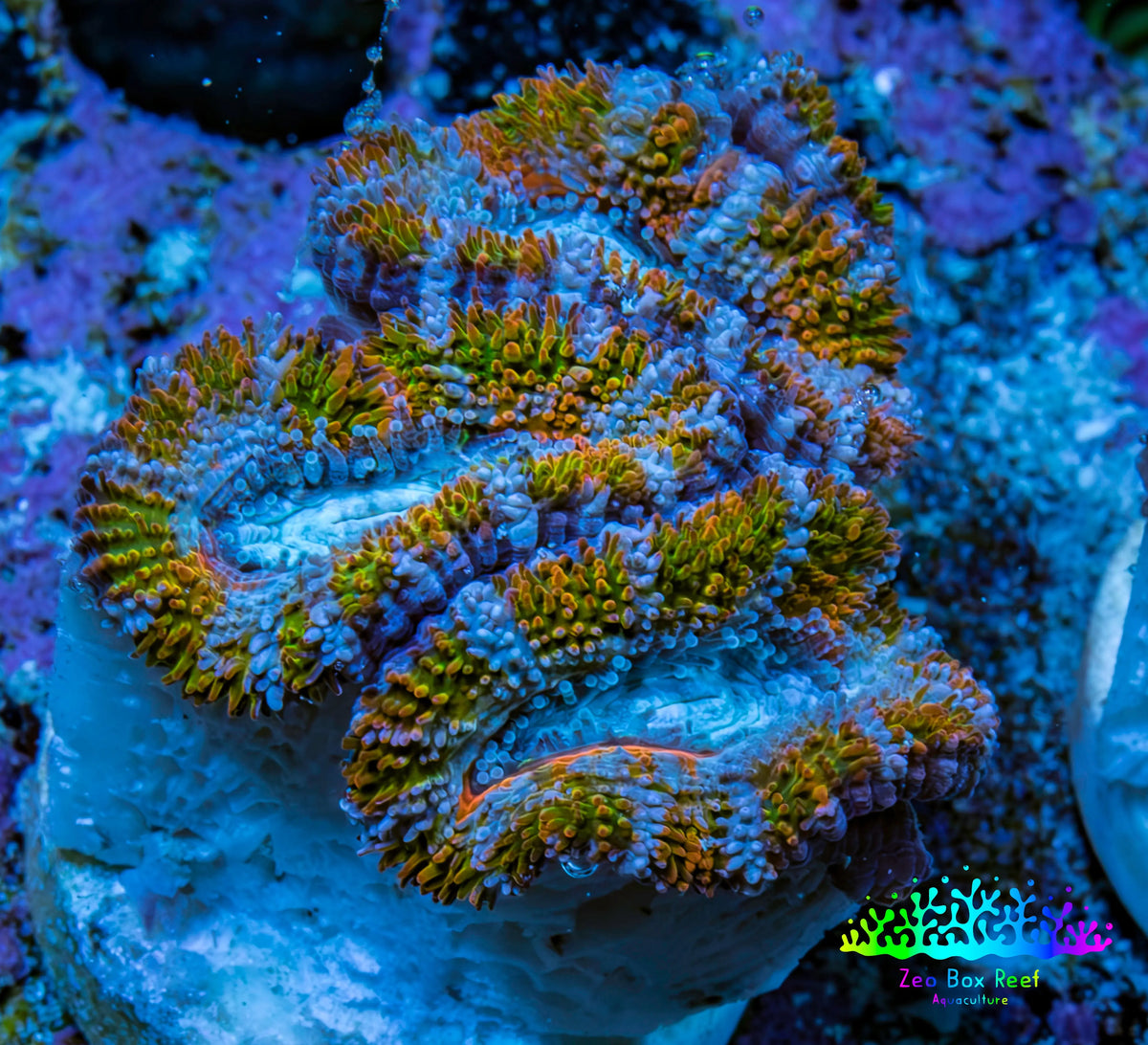 Ultra Acan Frag  WYSIWYG A5R3B1 Ultra Acan Frag  WYSIWYG A5R3B1 LPS Coral Ultra Acan Frag  WYSIWYG A5R3B1 Zeo Box Reef