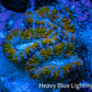 Ultra Acan Frag  WYSIWYG A5R3B1 Ultra Acan Frag  WYSIWYG A5R3B1 LPS Coral Ultra Acan Frag  WYSIWYG A5R3B1 Zeo Box Reef