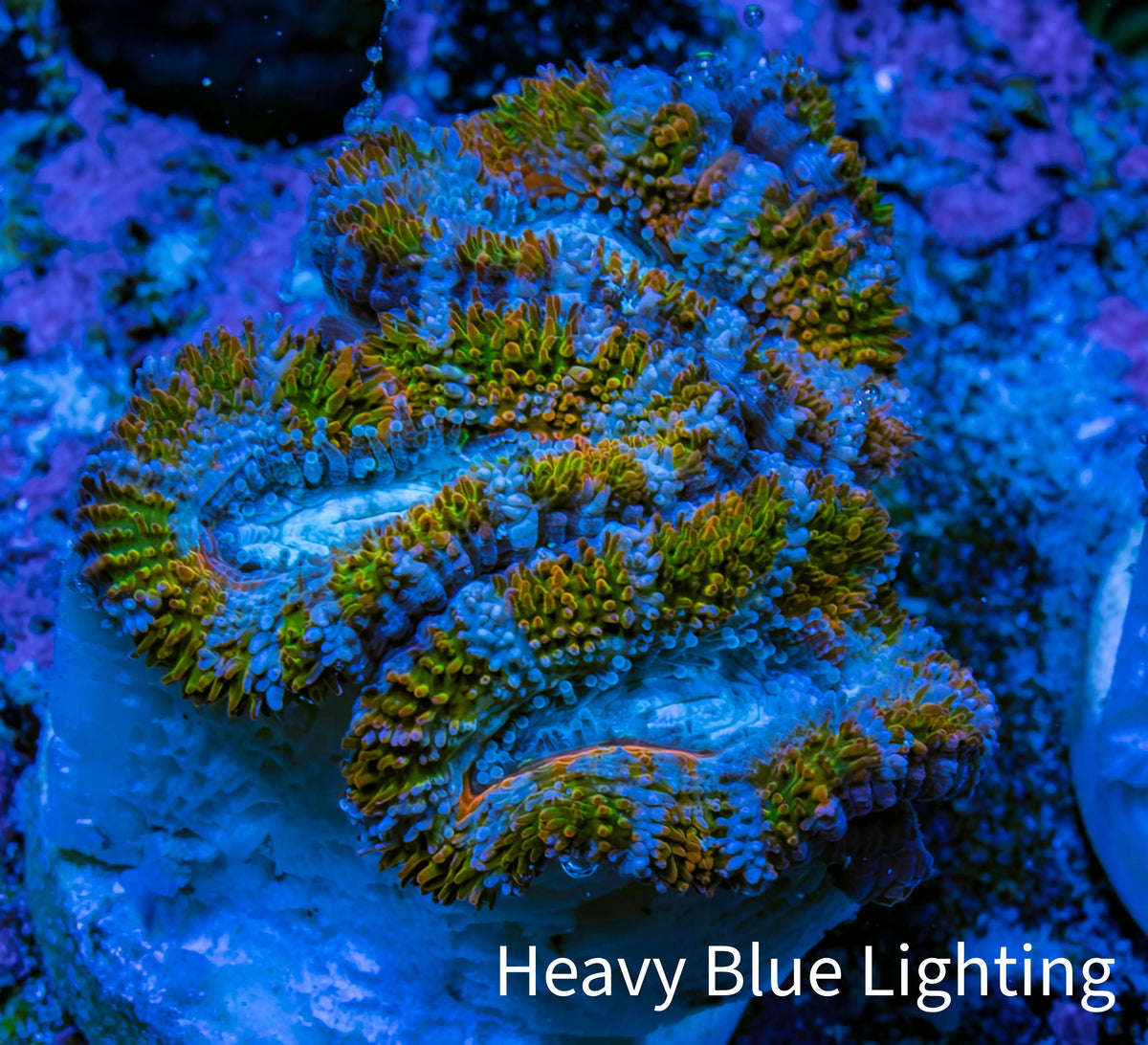 Ultra Acan Frag  WYSIWYG A5R3B1 Ultra Acan Frag  WYSIWYG A5R3B1 LPS Coral Ultra Acan Frag  WYSIWYG A5R3B1 Zeo Box Reef