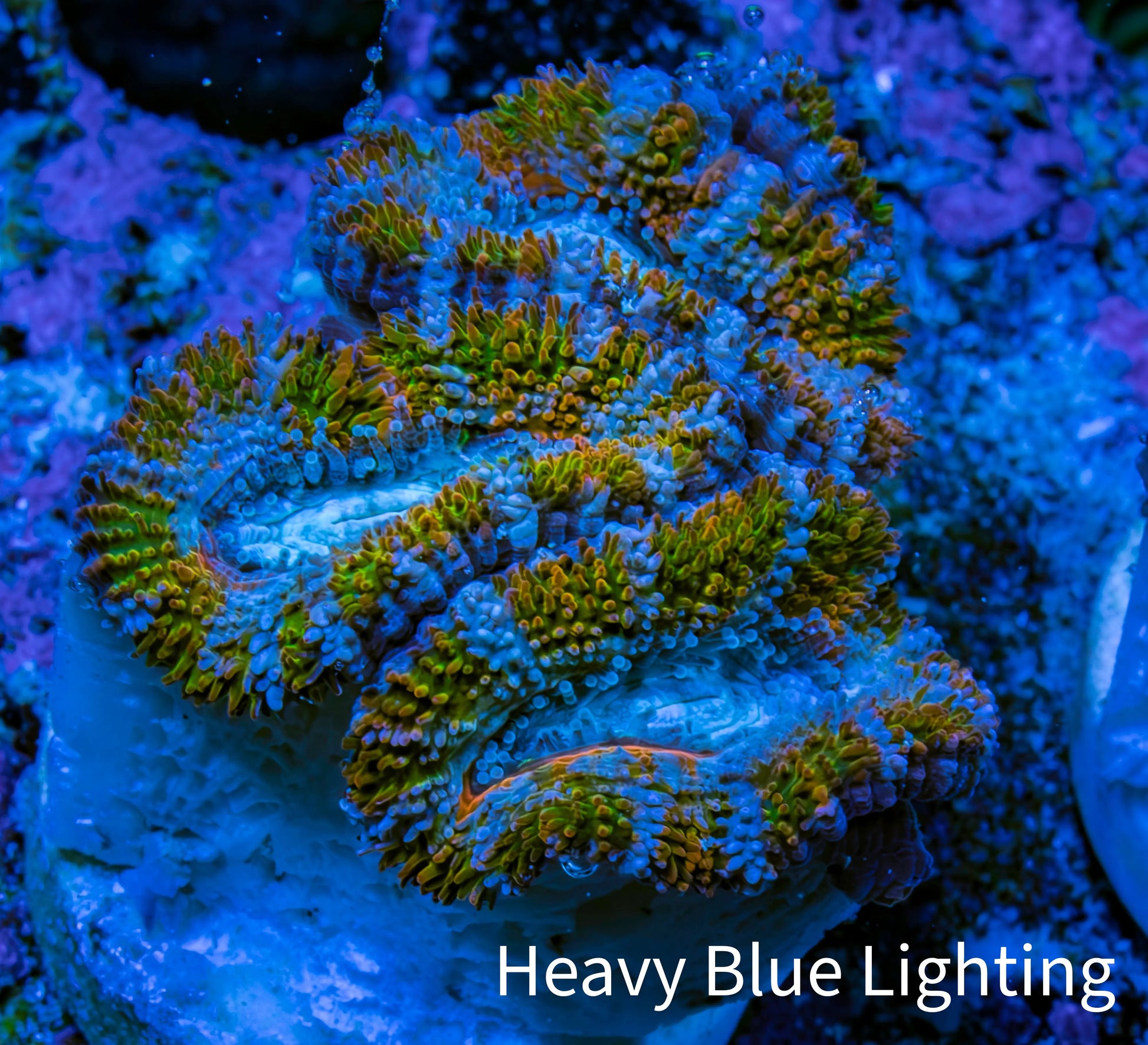 Ultra Acan Frag  WYSIWYG A5R3B1 Ultra Acan Frag  WYSIWYG A5R3B1 LPS Coral Ultra Acan Frag  WYSIWYG A5R3B1 Zeo Box Reef