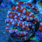 Ultra Acan Frag  WYSIWYG B1R3B1 Ultra Acan Frag  WYSIWYG B1R3B1 LPS Coral Ultra Acan Frag  WYSIWYG B1R3B1 Zeo Box Reef