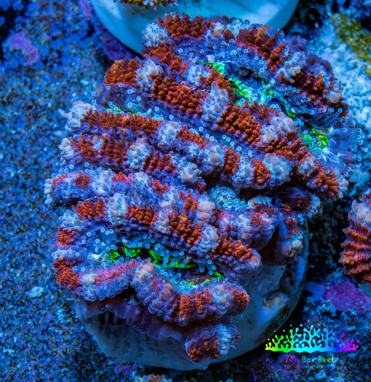 Ultra Acan Frag  WYSIWYG B1R3B1 Ultra Acan Frag  WYSIWYG B1R3B1 LPS Coral Ultra Acan Frag  WYSIWYG B1R3B1 Zeo Box Reef
