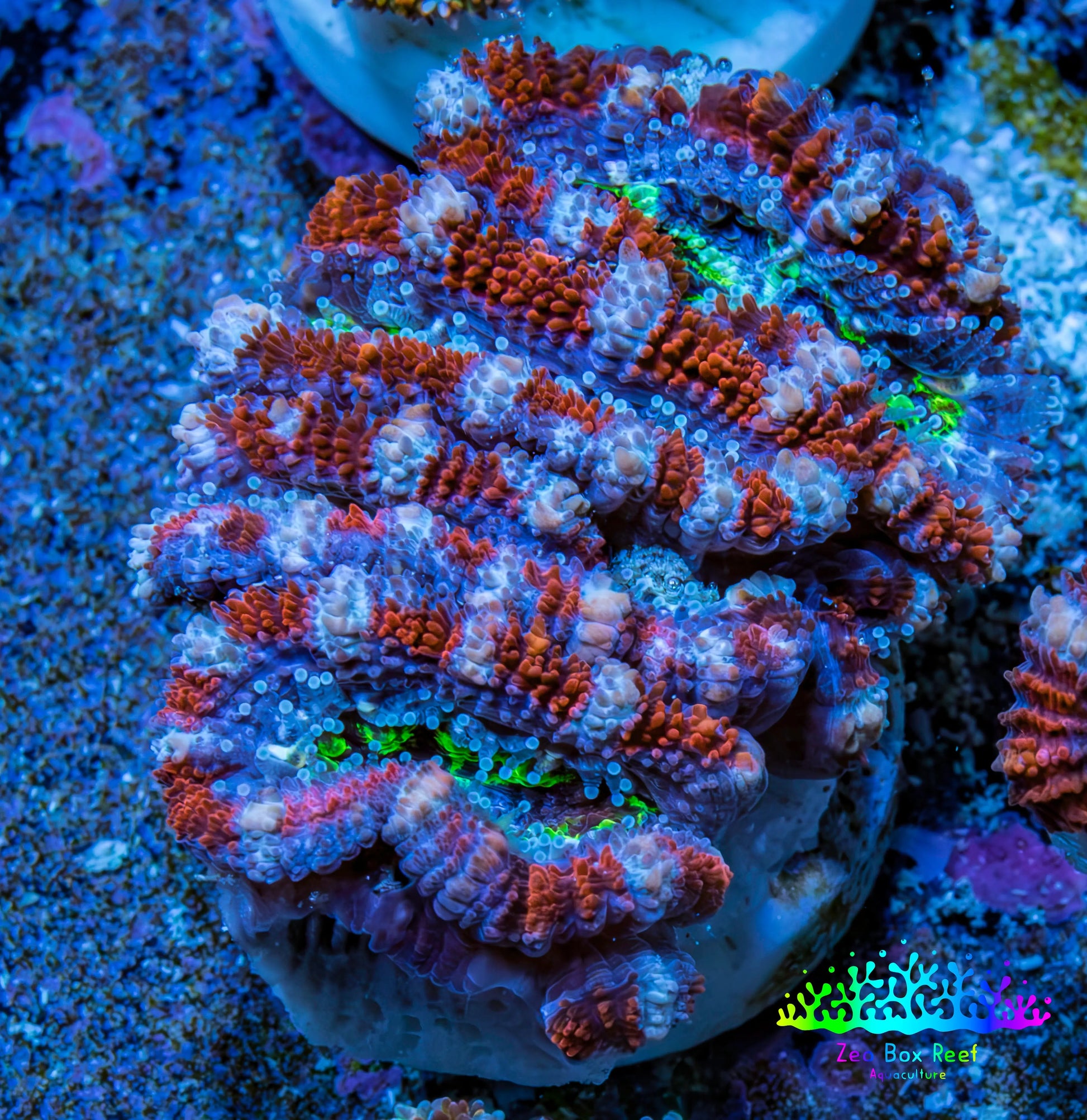 Ultra Acan Frag  WYSIWYG B1R3B1 Ultra Acan Frag  WYSIWYG B1R3B1 LPS Coral Ultra Acan Frag  WYSIWYG B1R3B1 Zeo Box Reef