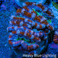 Ultra Acan Frag  WYSIWYG B1R3B1 Ultra Acan Frag  WYSIWYG B1R3B1 LPS Coral Ultra Acan Frag  WYSIWYG B1R3B1 Zeo Box Reef
