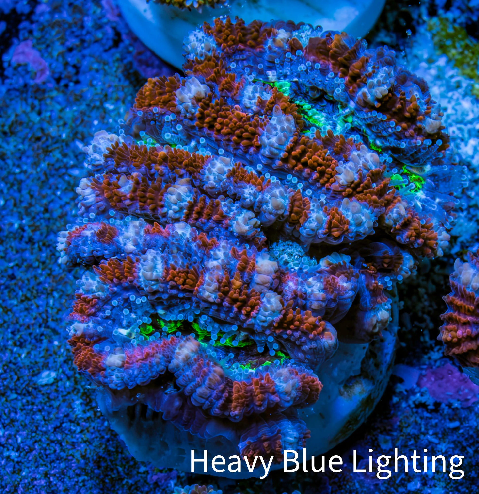 Ultra Acan Frag  WYSIWYG B1R3B1 Ultra Acan Frag  WYSIWYG B1R3B1 LPS Coral Ultra Acan Frag  WYSIWYG B1R3B1 Zeo Box Reef