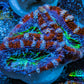 Ultra Acan Frag  WYSIWYG B2R3B1 Ultra Acan Frag  WYSIWYG B2R3B1 LPS Coral Ultra Acan Frag  WYSIWYG B2R3B1 Zeo Box Reef