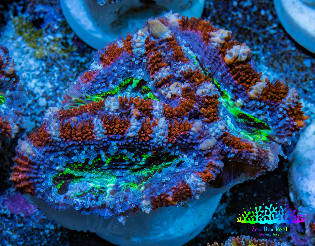 Ultra Acan Frag  WYSIWYG B2R3B1 Ultra Acan Frag  WYSIWYG B2R3B1 LPS Coral Ultra Acan Frag  WYSIWYG B2R3B1 Zeo Box Reef
