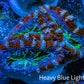 Ultra Acan Frag  WYSIWYG B2R3B1 Ultra Acan Frag  WYSIWYG B2R3B1 LPS Coral Ultra Acan Frag  WYSIWYG B2R3B1 Zeo Box Reef
