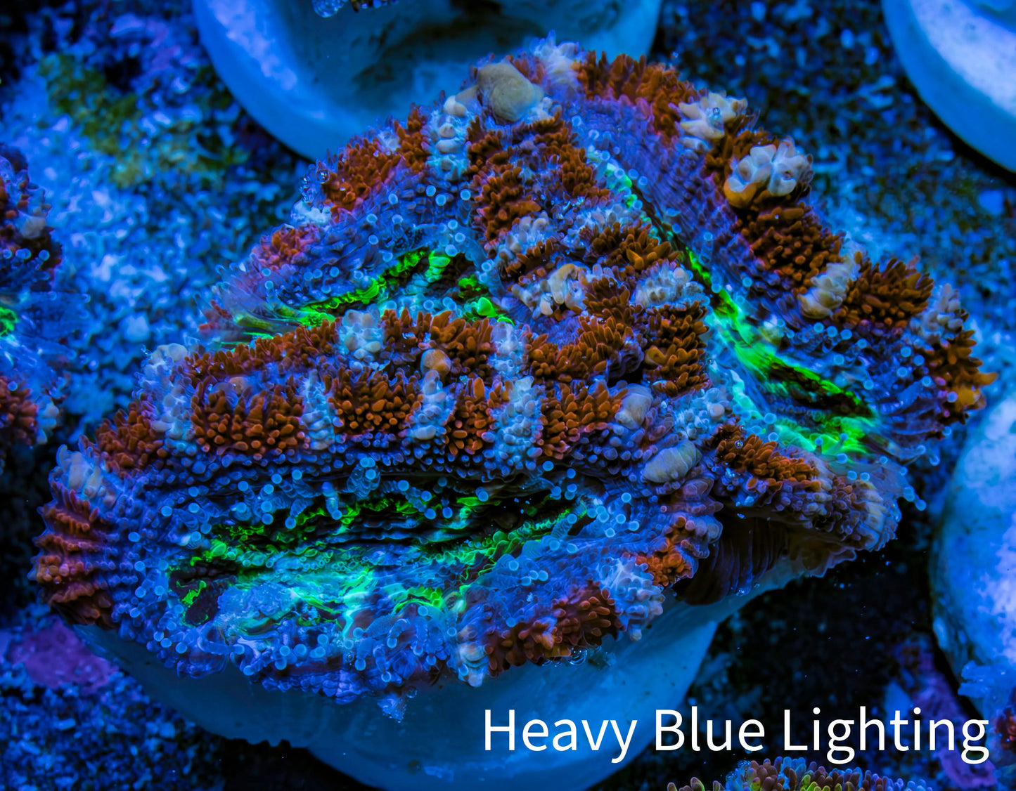 Ultra Acan Frag  WYSIWYG B2R3B1 Ultra Acan Frag  WYSIWYG B2R3B1 LPS Coral Ultra Acan Frag  WYSIWYG B2R3B1 Zeo Box Reef