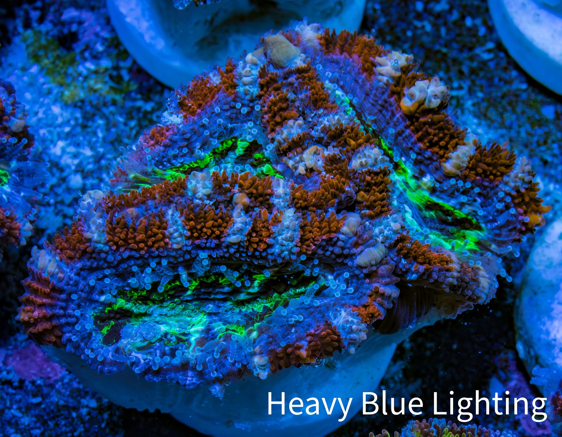 Ultra Acan Frag  WYSIWYG B2R3B1 Ultra Acan Frag  WYSIWYG B2R3B1 LPS Coral Ultra Acan Frag  WYSIWYG B2R3B1 Zeo Box Reef