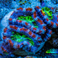 Ultra Acan Frag  WYSIWYG B3R3B1 Ultra Acan Frag  WYSIWYG B3R3B1 LPS Coral Ultra Acan Frag  WYSIWYG B3R3B1 Zeo Box Reef