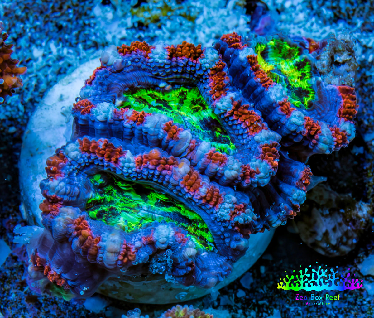Ultra Acan Frag  WYSIWYG B3R3B1 Ultra Acan Frag  WYSIWYG B3R3B1 LPS Coral Ultra Acan Frag  WYSIWYG B3R3B1 Zeo Box Reef