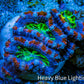Ultra Acan Frag  WYSIWYG B3R3B1 Ultra Acan Frag  WYSIWYG B3R3B1 LPS Coral Ultra Acan Frag  WYSIWYG B3R3B1 Zeo Box Reef