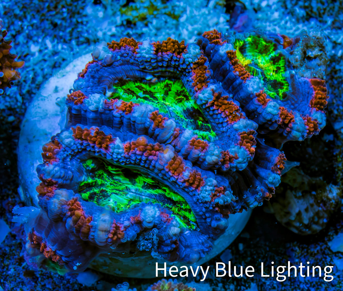 Ultra Acan Frag  WYSIWYG B3R3B1 Ultra Acan Frag  WYSIWYG B3R3B1 LPS Coral Ultra Acan Frag  WYSIWYG B3R3B1 Zeo Box Reef