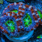 Ultra Acan Frag  WYSIWYG B5R3B1 Ultra Acan Frag  WYSIWYG B5R3B1 LPS Coral Ultra Acan Frag  WYSIWYG B5R3B1 Zeo Box Reef