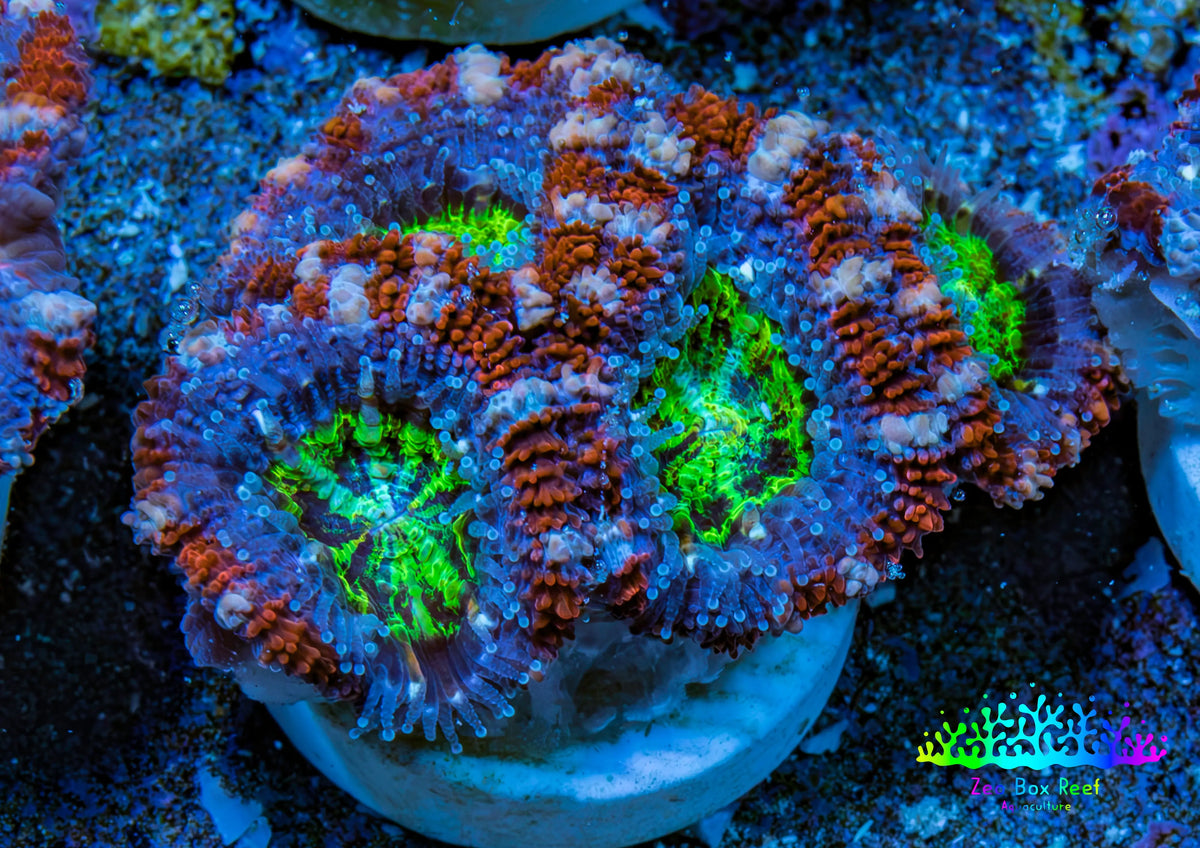 Ultra Acan Frag  WYSIWYG B5R3B1 Ultra Acan Frag  WYSIWYG B5R3B1 LPS Coral Ultra Acan Frag  WYSIWYG B5R3B1 Zeo Box Reef