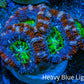Ultra Acan Frag  WYSIWYG B5R3B1 Ultra Acan Frag  WYSIWYG B5R3B1 LPS Coral Ultra Acan Frag  WYSIWYG B5R3B1 Zeo Box Reef