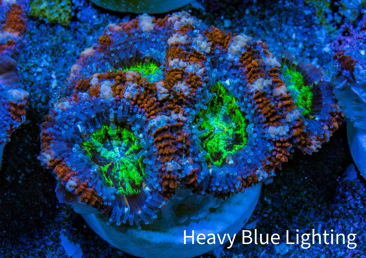 Ultra Acan Frag  WYSIWYG B5R3B1 Ultra Acan Frag  WYSIWYG B5R3B1 LPS Coral Ultra Acan Frag  WYSIWYG B5R3B1 Zeo Box Reef