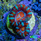 Ultra Acan Frag WYSIWYG Ultra Acan Frag WYSIWYG LPS Coral Ultra Acan Frag WYSIWYG Zeo Box Reef