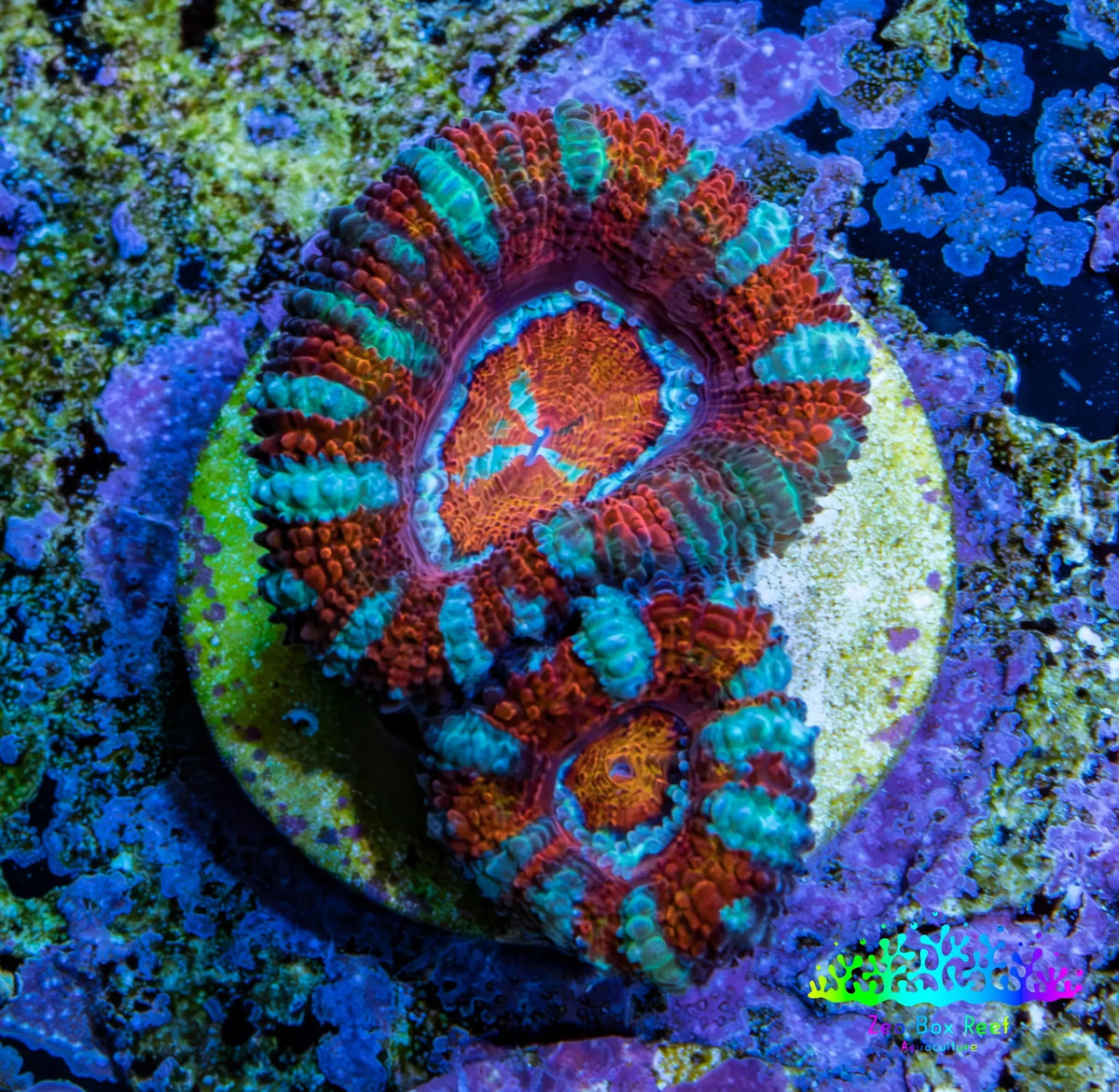 Ultra Acan Frag WYSIWYG Ultra Acan Frag WYSIWYG LPS Coral Ultra Acan Frag WYSIWYG Zeo Box Reef