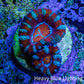 Ultra Acan Frag WYSIWYG Ultra Acan Frag WYSIWYG LPS Coral Ultra Acan Frag WYSIWYG Zeo Box Reef
