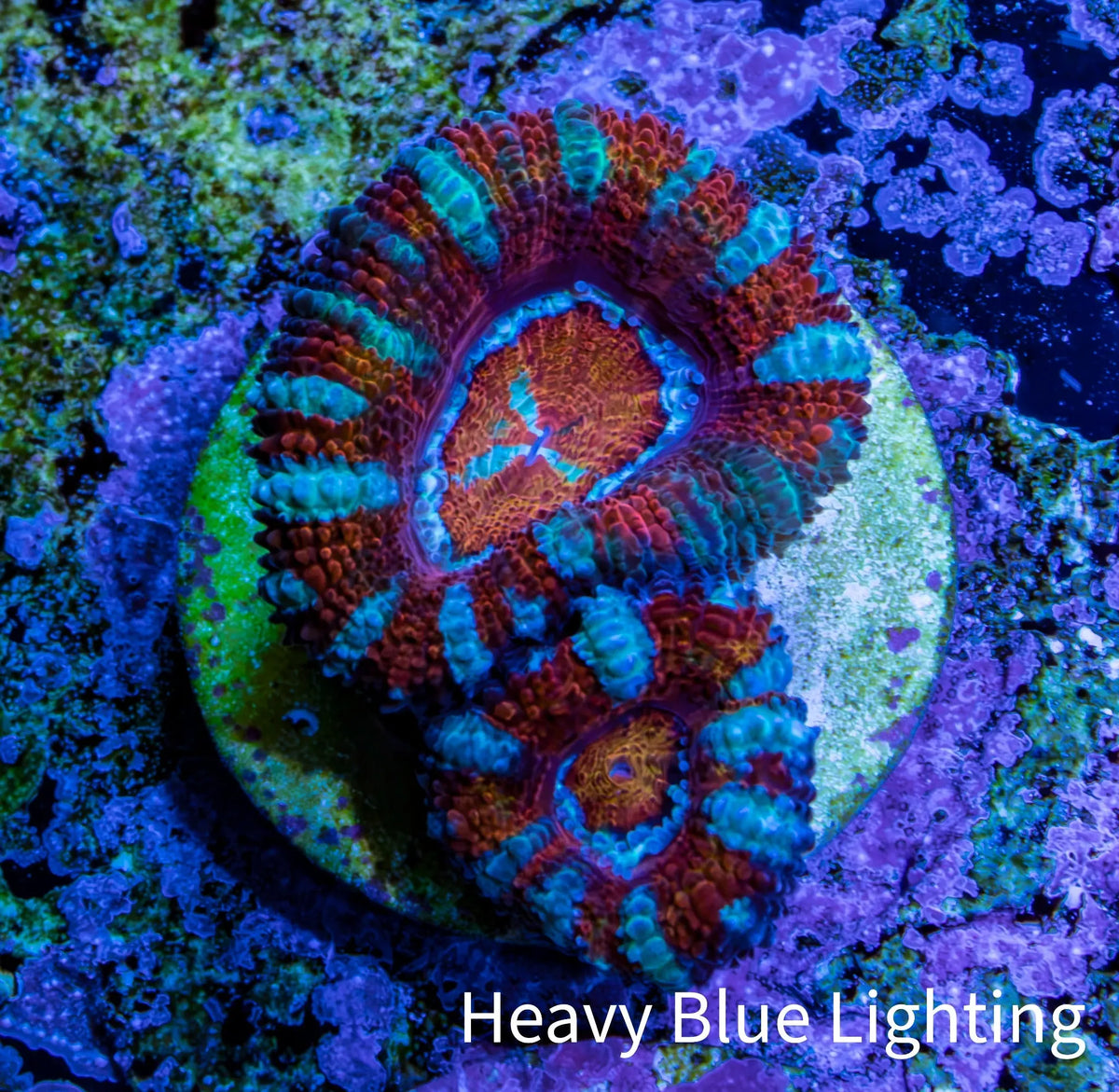 Ultra Acan Frag WYSIWYG Ultra Acan Frag WYSIWYG LPS Coral Ultra Acan Frag WYSIWYG Zeo Box Reef