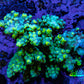 Ultra Acropora Coral  WYSIWYG 5cm A5R2B1 Ultra Acropora Coral  WYSIWYG 5cm A5R2B1 SPS Ultra Acropora Coral  WYSIWYG 5cm A5R2B1 Zeo Box Reef