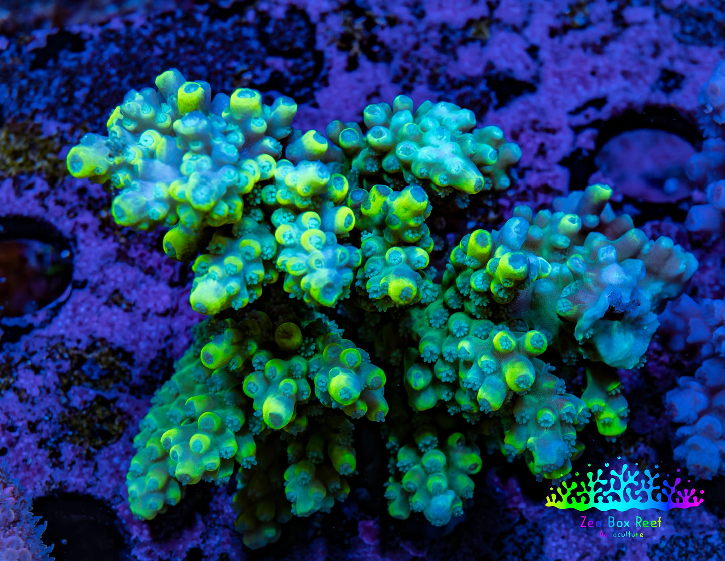 Ultra Acropora Coral  WYSIWYG 5cm A5R2B1 Ultra Acropora Coral  WYSIWYG 5cm A5R2B1 SPS Ultra Acropora Coral  WYSIWYG 5cm A5R2B1 Zeo Box Reef