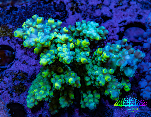 Ultra Acropora Coral  WYSIWYG 5cm A5R2B1 Ultra Acropora Coral  WYSIWYG 5cm A5R2B1 SPS Ultra Acropora Coral  WYSIWYG 5cm A5R2B1 Zeo Box Reef