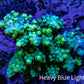 Ultra Acropora Coral  WYSIWYG 5cm A5R2B1 Ultra Acropora Coral  WYSIWYG 5cm A5R2B1 SPS Ultra Acropora Coral  WYSIWYG 5cm A5R2B1 Zeo Box Reef