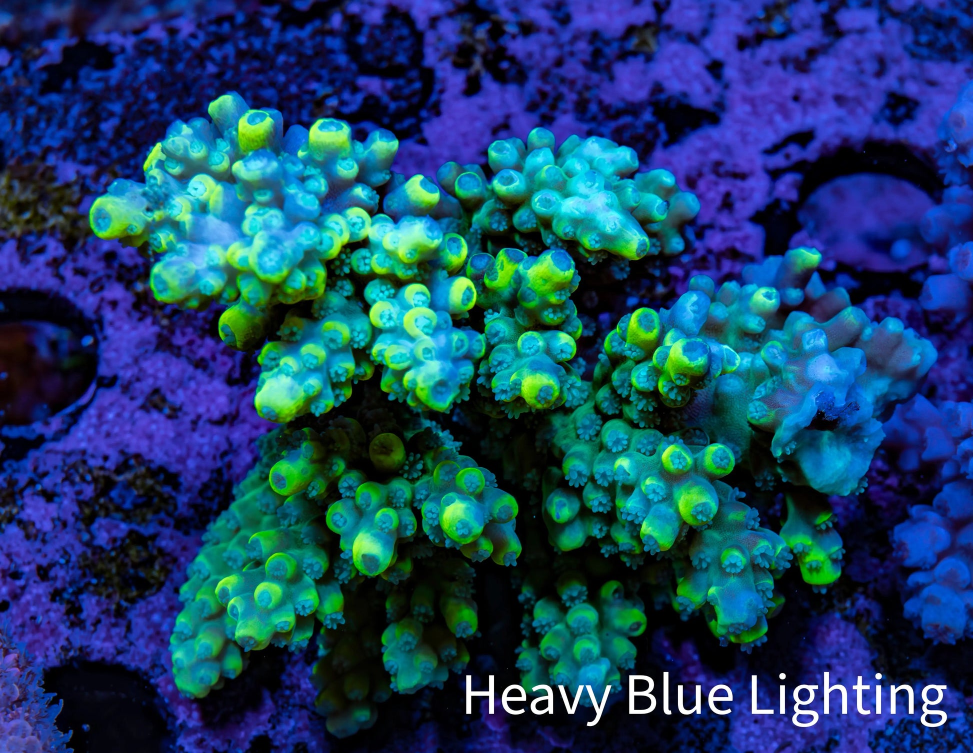 Ultra Acropora Coral  WYSIWYG 5cm A5R2B1 Ultra Acropora Coral  WYSIWYG 5cm A5R2B1 SPS Ultra Acropora Coral  WYSIWYG 5cm A5R2B1 Zeo Box Reef