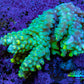 Ultra Acropora Coral  WYSIWYG 5cm B3R2B1 Ultra Acropora Coral  WYSIWYG 5cm B3R2B1 SPS Ultra Acropora Coral  WYSIWYG 5cm B3R2B1 Zeo Box Reef
