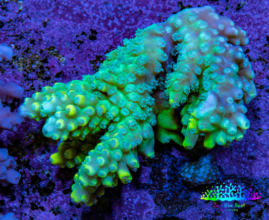 Ultra Acropora Coral  WYSIWYG 5cm B3R2B1 Ultra Acropora Coral  WYSIWYG 5cm B3R2B1 SPS Ultra Acropora Coral  WYSIWYG 5cm B3R2B1 Zeo Box Reef