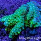 Ultra Acropora Coral  WYSIWYG 5cm B3R2B1 Ultra Acropora Coral  WYSIWYG 5cm B3R2B1 SPS Ultra Acropora Coral  WYSIWYG 5cm B3R2B1 Zeo Box Reef