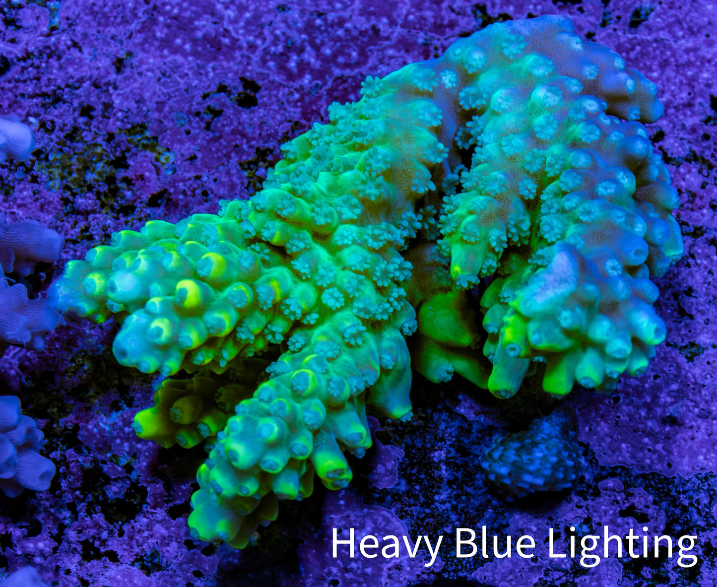 Ultra Acropora Coral  WYSIWYG 5cm B3R2B1 Ultra Acropora Coral  WYSIWYG 5cm B3R2B1 SPS Ultra Acropora Coral  WYSIWYG 5cm B3R2B1 Zeo Box Reef