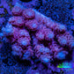 Ultra Acropora Coral  WYSIWYG 5cm B5R2B1 Ultra Acropora Coral  WYSIWYG 5cm B5R2B1 SPS Ultra Acropora Coral  WYSIWYG 5cm B5R2B1 Zeo Box Reef