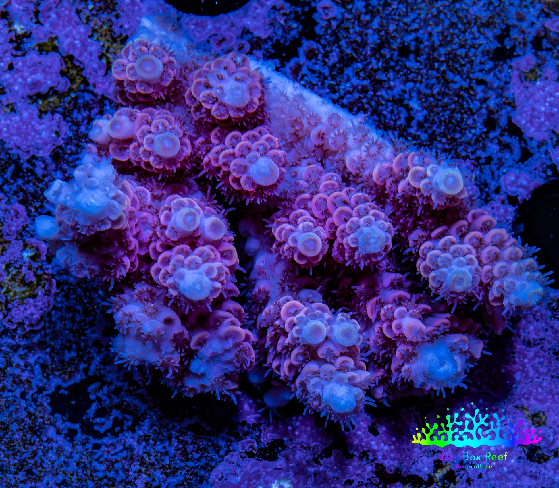 Ultra Acropora Coral  WYSIWYG 5cm B5R2B1 Ultra Acropora Coral  WYSIWYG 5cm B5R2B1 SPS Ultra Acropora Coral  WYSIWYG 5cm B5R2B1 Zeo Box Reef