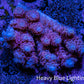 Ultra Acropora Coral  WYSIWYG 5cm B5R2B1 Ultra Acropora Coral  WYSIWYG 5cm B5R2B1 SPS Ultra Acropora Coral  WYSIWYG 5cm B5R2B1 Zeo Box Reef
