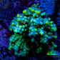 Ultra Acropora Coral  WYSIWYG 5cm B6R2B1 Ultra Acropora Coral  WYSIWYG 5cm B6R2B1 SPS Ultra Acropora Coral  WYSIWYG 5cm B6R2B1 Zeo Box Reef