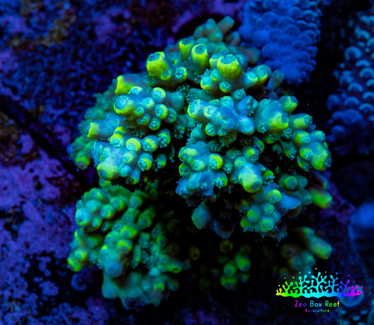 Ultra Acropora Coral  WYSIWYG 5cm B6R2B1 Ultra Acropora Coral  WYSIWYG 5cm B6R2B1 SPS Ultra Acropora Coral  WYSIWYG 5cm B6R2B1 Zeo Box Reef