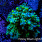Ultra Acropora Coral  WYSIWYG 5cm B6R2B1 Ultra Acropora Coral  WYSIWYG 5cm B6R2B1 SPS Ultra Acropora Coral  WYSIWYG 5cm B6R2B1 Zeo Box Reef